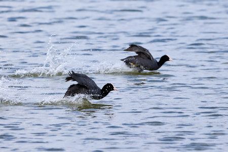Eurasian Coots running on water ( Fulica Atra ).の写真素材