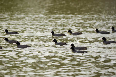 Eurasian Coots in the water ( Fulica Atra ).の写真素材