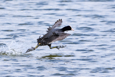 Eurasian Coot running on water ( Fulica Atra ).の写真素材