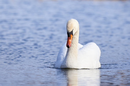 Mute swan resting (Cygnus olor)の写真素材