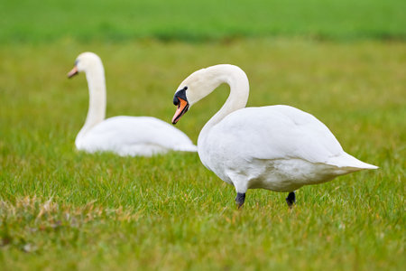 Mute swans on a meadow (Cygnus olor)の写真素材