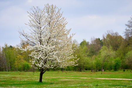 Hainberg, a nature reserve in spring season in Nuremberg, Germanyの写真素材