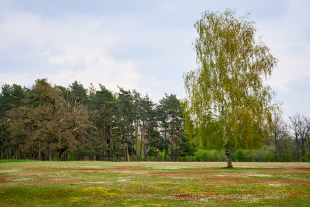 Hainberg, a nature reserve in spring season in Nuremberg, Germanyの写真素材