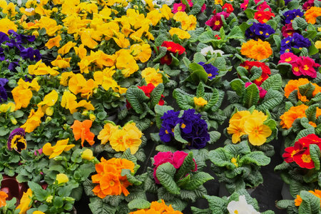 Colourful Primrose flowers .(Primula vulgaris)の写真素材