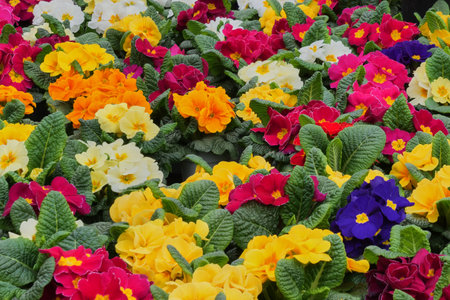 Colourful Primrose flowers .(Primula vulgaris)の写真素材