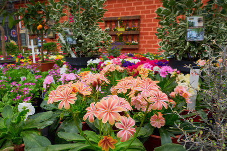 Lewisia cotyledon beautiful spring flowers in a greenhouseの写真素材