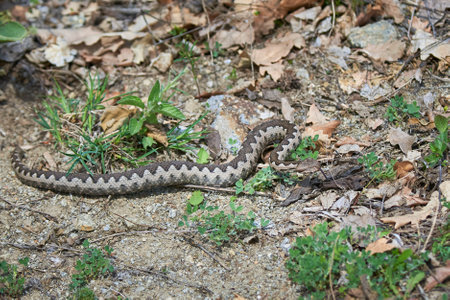 Nose-Horned Viper male in natural habitat (Vipera ammodytes)の写真素材