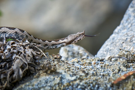 Nose-Horned Viper male in natural habitat (Vipera ammodytes)の写真素材