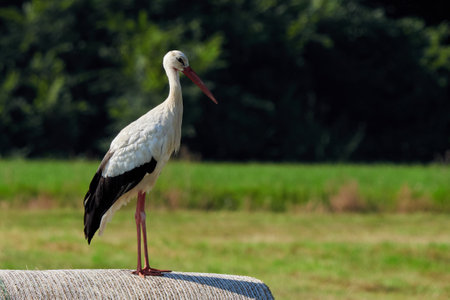 White stork on straw bale ( Ciconia ciconia )の写真素材