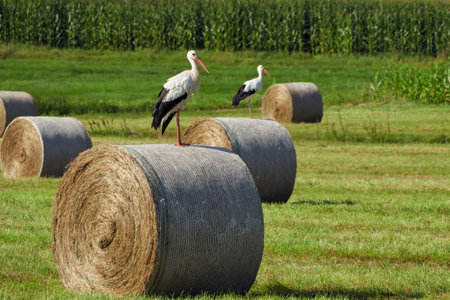 White stork on straw bale ( Ciconia ciconia )の写真素材