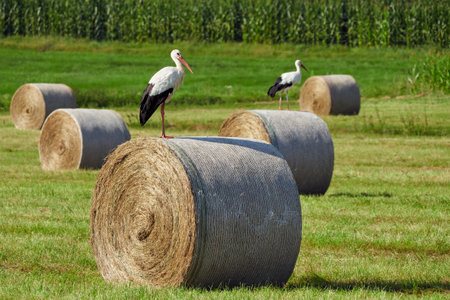 White stork on straw bale ( Ciconia ciconia )の写真素材