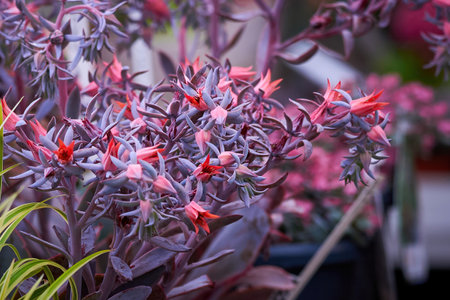 Echeveria runyonii flowering plant. Crassulaceae familyの写真素材