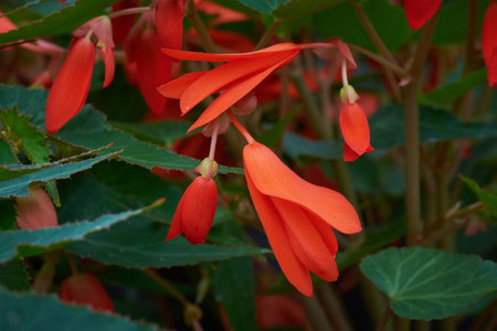 Trailing Begonia Boliviensis `  Santa Cruz`  . Trailing Flowersの写真素材