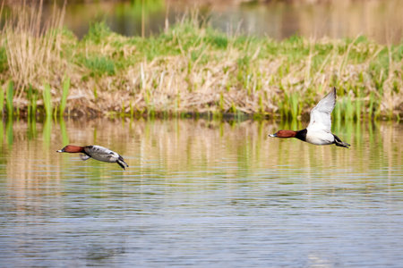 Common pochard in flight (Aythya ferina). Bird in flightの写真素材