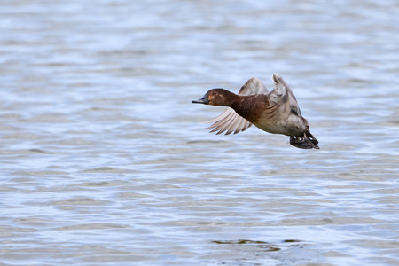 Common pochard in flight (Aythya ferina). Bird in flightの写真素材