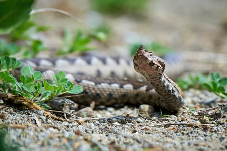 Nose-Horned Viper male in natural habitat (Vipera ammodytes)の写真素材