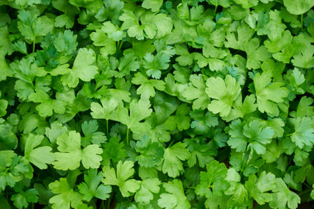 Parsley, or garden parsley (Petroselinum crispum) A species of flowering plant in the family Apiaceaeの写真素材