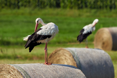 White storks on straw bale preening feathers ( Ciconia ciconia )の写真素材