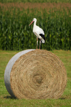 White stork on straw bale ( Ciconia ciconia )の写真素材