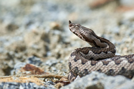 Nose-Horned Viper male in natural habitat (Vipera ammodytes)の写真素材