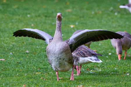 Greylag Goose flapping wings (Anser anser)の写真素材