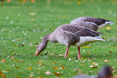Greylag Geese on field eating grass in autumn season (Anser anser)の写真素材