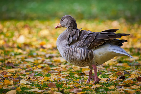 Greylag Goose on field eating grass in autumn season (Anser anser)の素材 [FY310208016906]