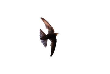 Common swift bird in flight isolated on white background (Apus apus)の写真素材