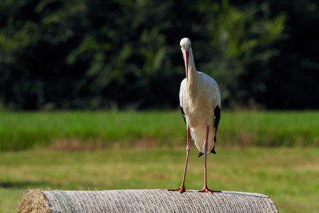 White stork on straw bale ( Ciconia ciconia )の写真素材