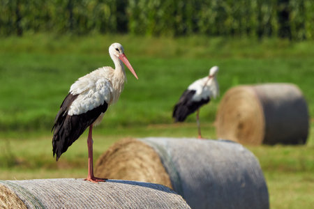 White storks on straw bale ( Ciconia ciconia )の写真素材