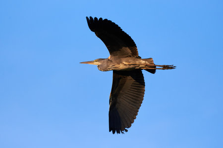 Grey heron bird in flight (Ardea cinerea)の写真素材