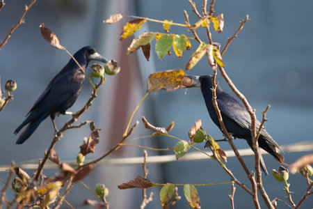 Rook bird feeding with walnut from a tree (Corvus frugilegus)の写真素材