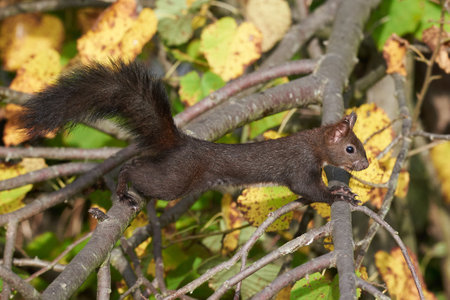 Eurasian red squirrel closeup (Sciurus vulgaris)の写真素材