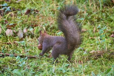 Eurasian red squirrel hiding a walnut (Sciurus vulgaris)の写真素材