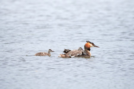 Great crested grebe bird with chicks ( Podiceps cristatus ).の写真素材
