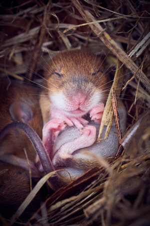 Baby mice sleeping in nest in funny position (Mus musculus)の写真素材