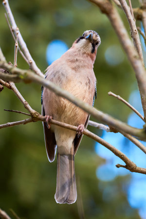 Eurasian jay bird sitting on a branch ( Garrulus glandarius )