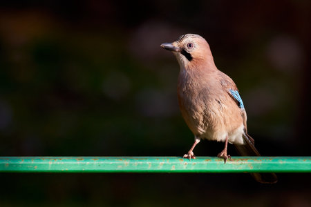 Eurasian jay bird close-up ( Garrulus glandarius )の写真素材