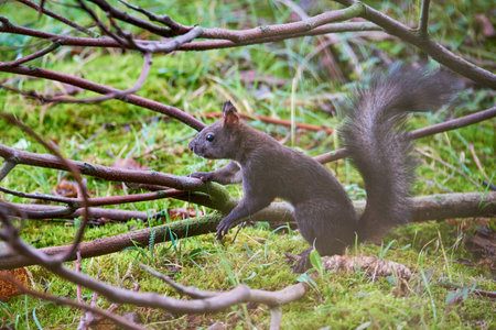 Eurasian red squirrel closeup (Sciurus vulgaris)の写真素材