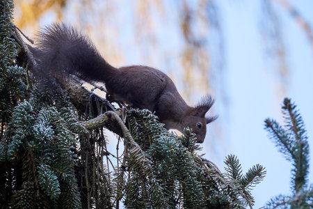 Eurasian red squirrel in the frosty morning (Sciurus vulgaris)の写真素材