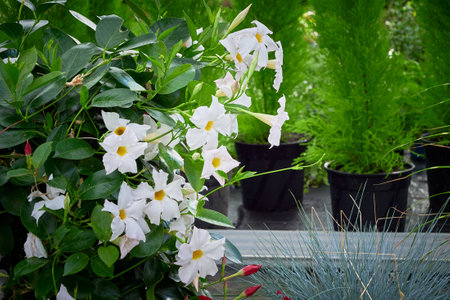 White Mandevilla flower in a greenhouse (Rocktrumpet)の写真素材