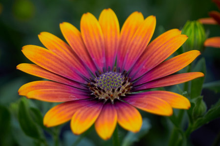 Beautiful African daisy (Osteospermum). Cape Daisy close-up