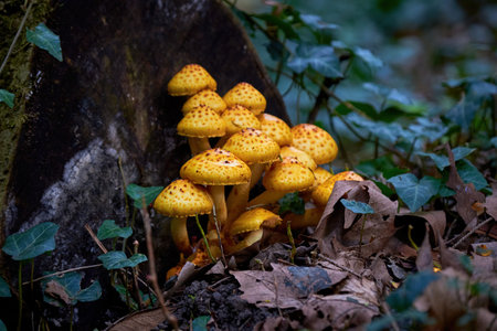 Cluster of Golden pholiota ( Pholiota aurivella ). Mushrooms grow on a dead treeの写真素材