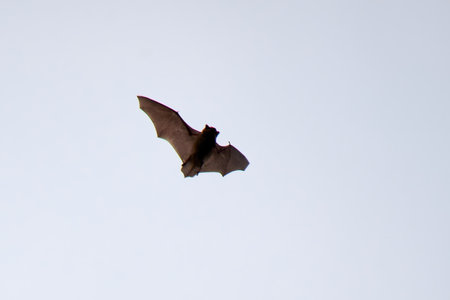 Bat in flight during the day time above the forestの写真素材