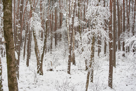 Beautiful forest covered with snow. Path in the snowy forestの写真素材