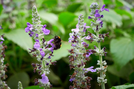 Bumblebee collecting nectar from Salvia flower ( Salvia officinalis )の写真素材