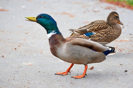Mallard Male Duck close-up ( Anas platyrhynchos )の写真素材