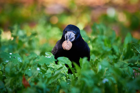 Rook bird with walnut in his beak (Corvus frugilegus)の写真素材