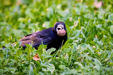 Rook bird with walnut in his beak (Corvus frugilegus)の写真素材