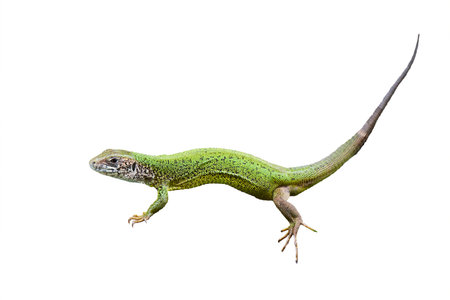 European green lizard isolated on white background (Lacerta viridis)の写真素材